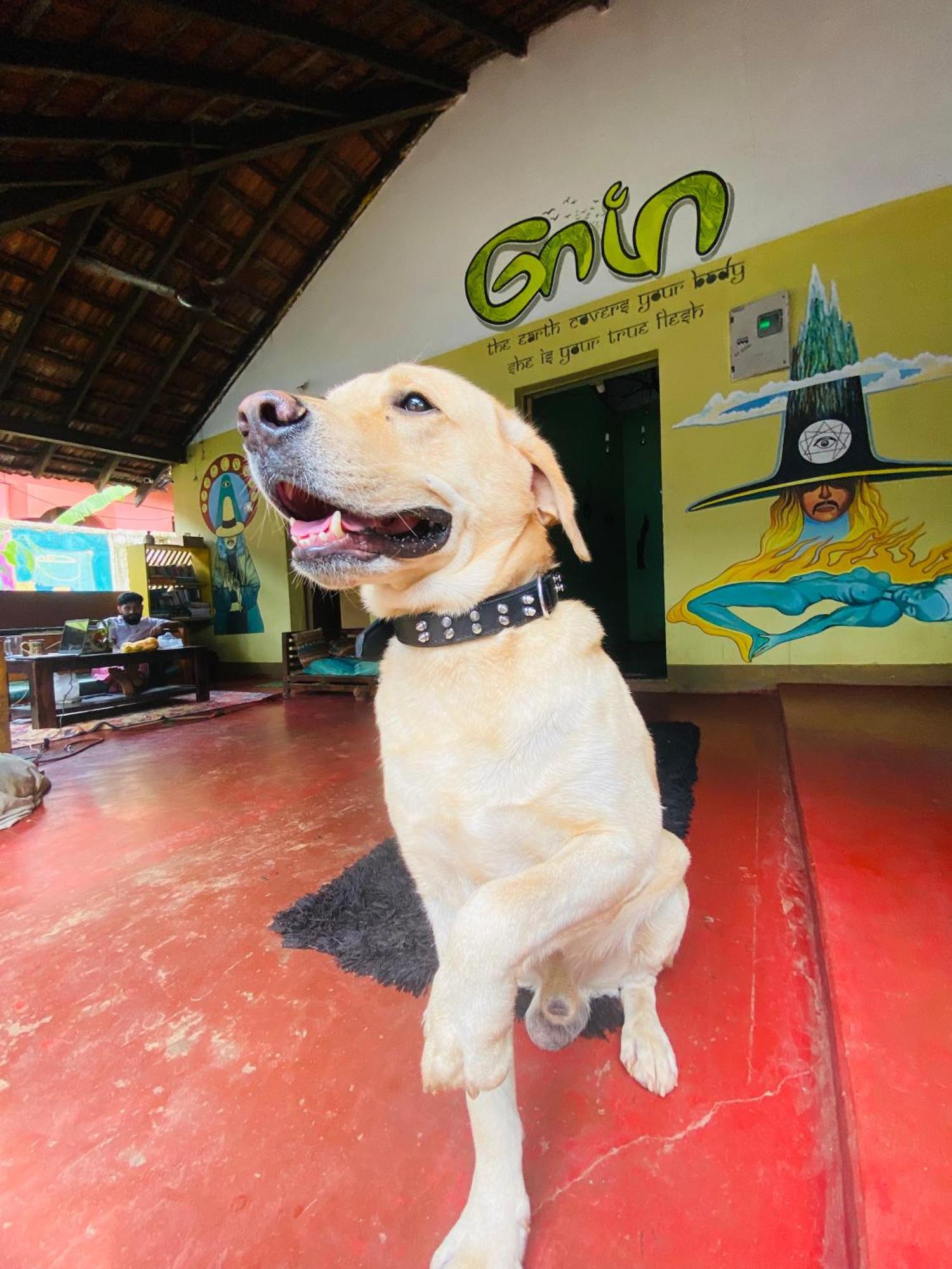 Gaia Hostels Anjuna Bagian luar foto